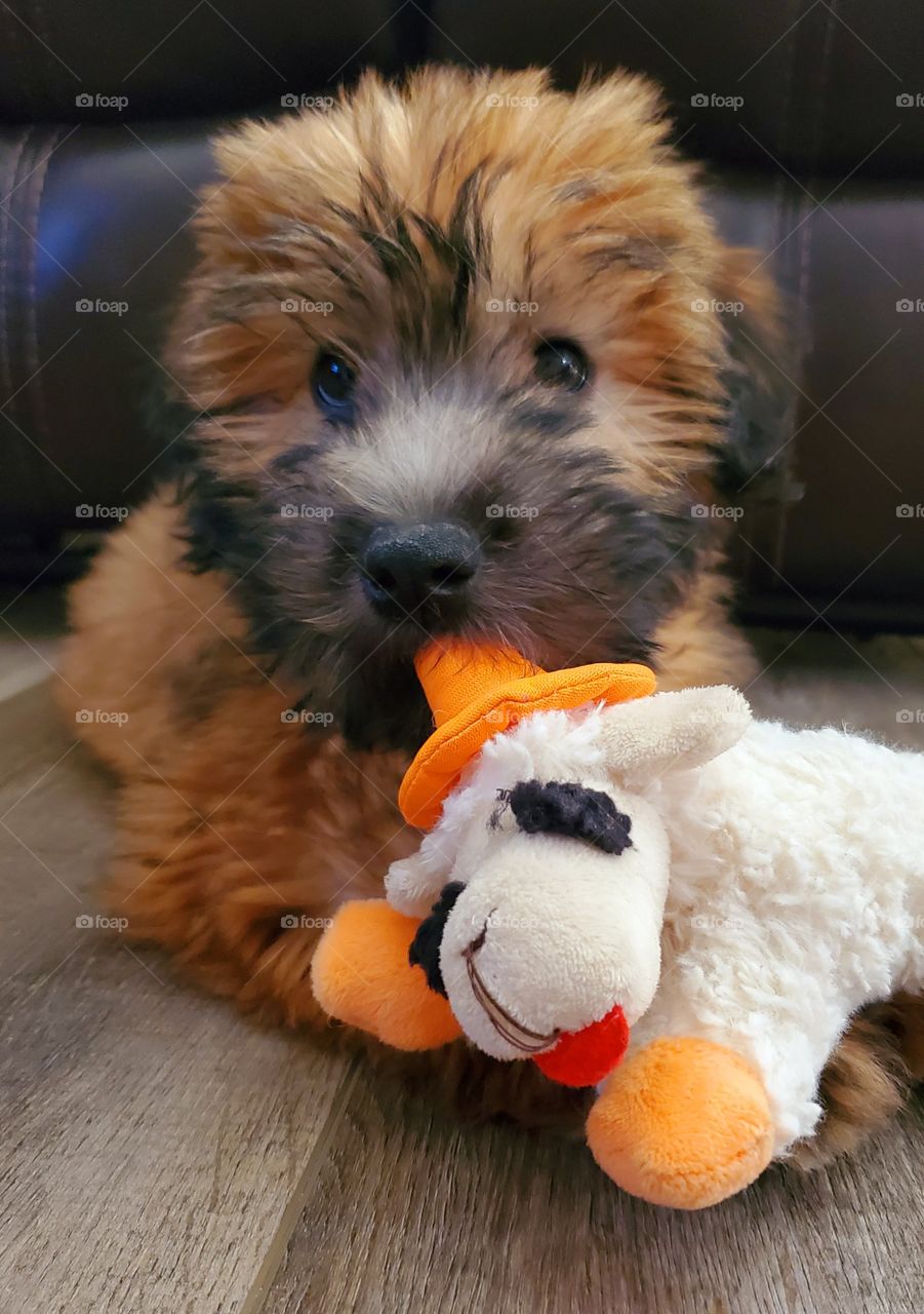 A puppy warms your heart and exhausts your body as you chase her