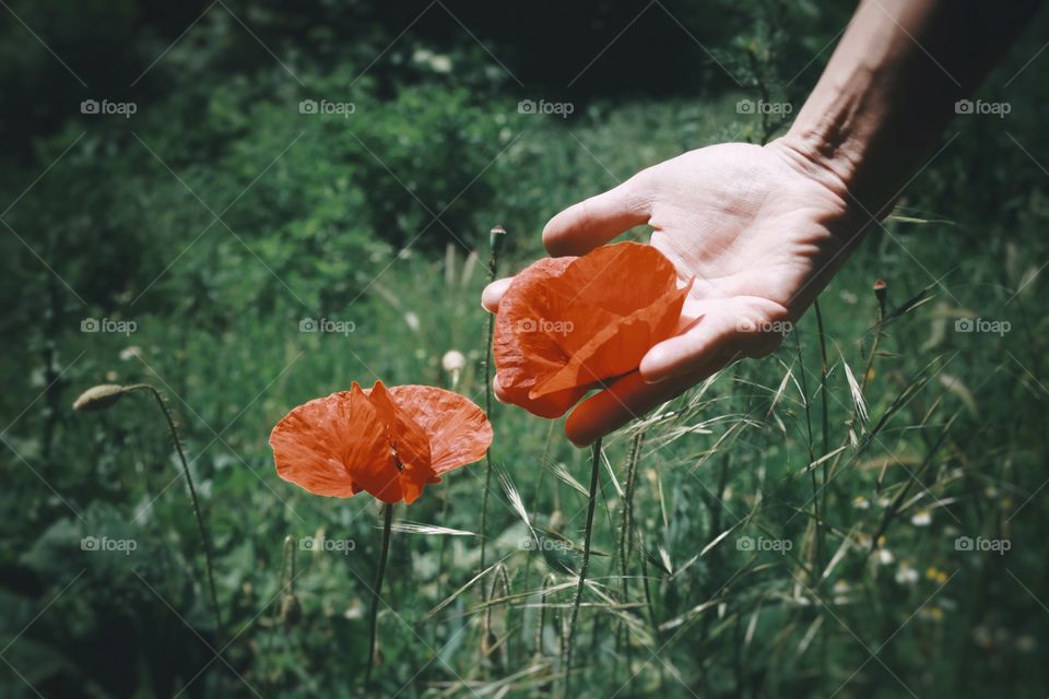 Holding red flower 