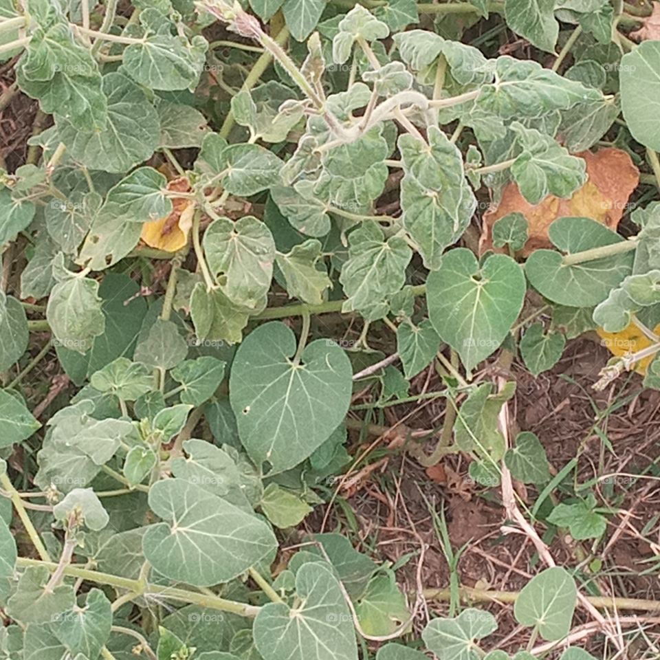 changing with the waether