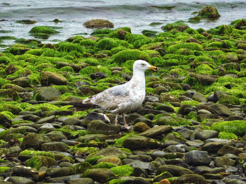 Seagull and seaweed