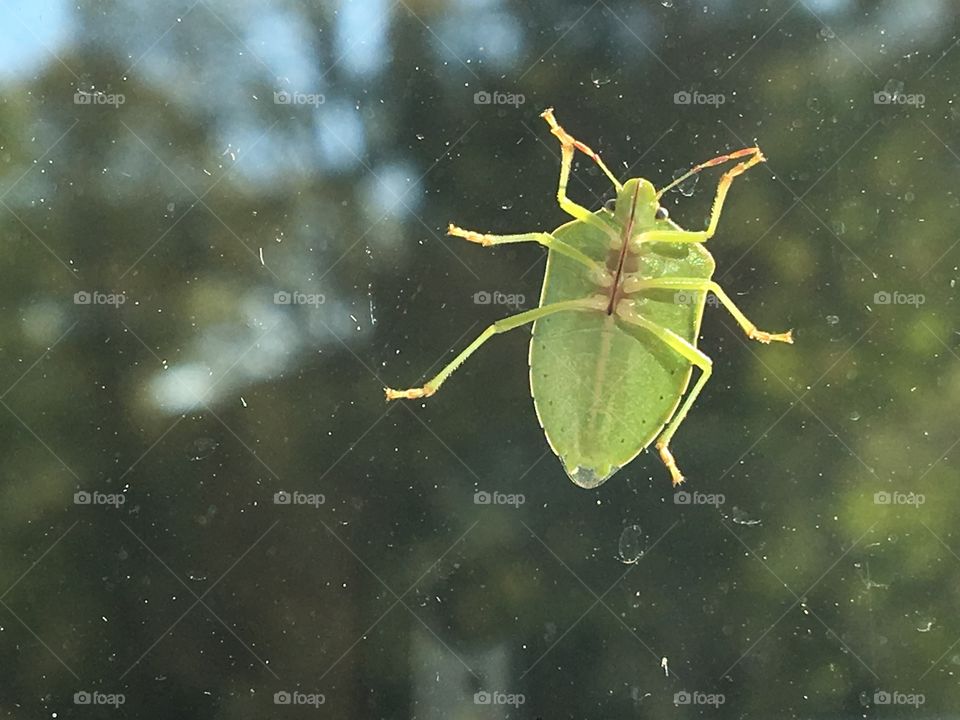 Green insect on a glass window 