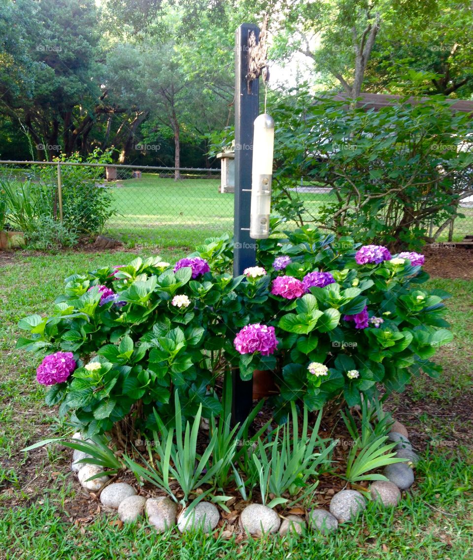 Circular Hydrangea 