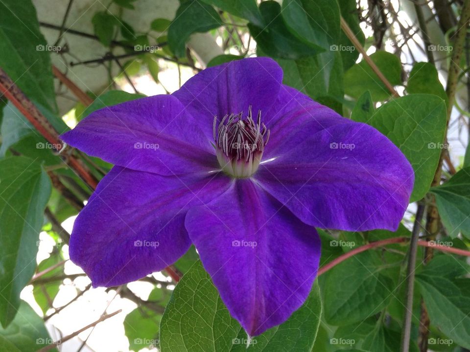 Purple flower