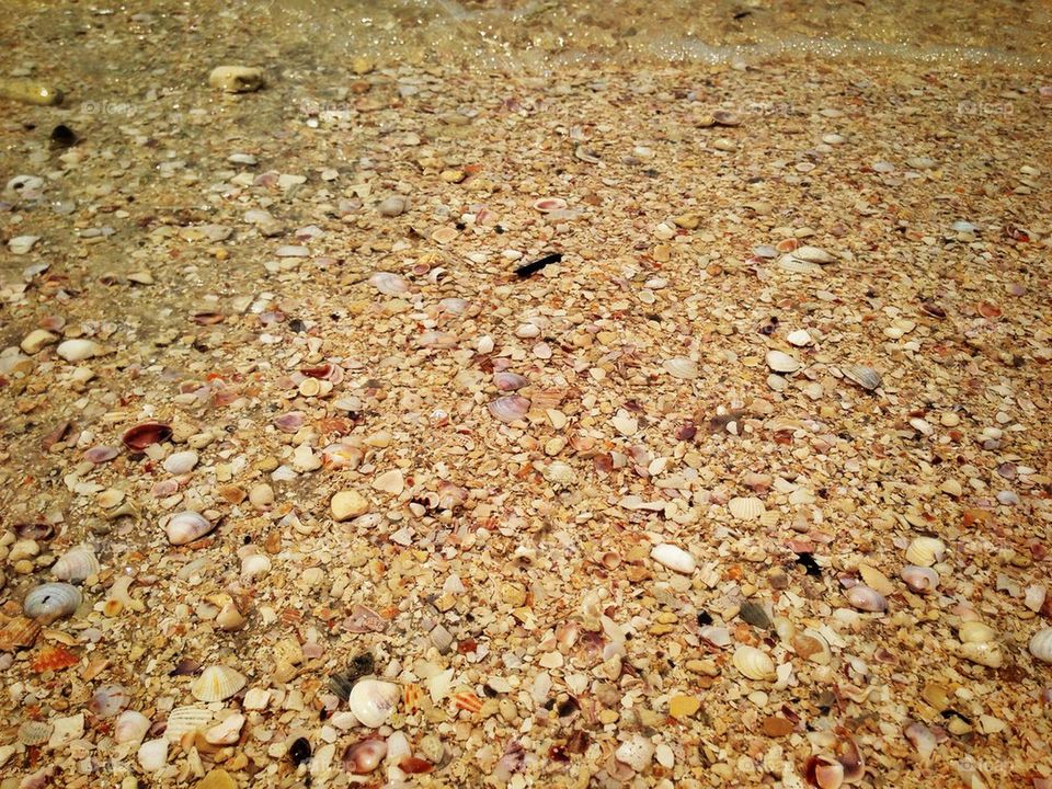 Sandy Shells
