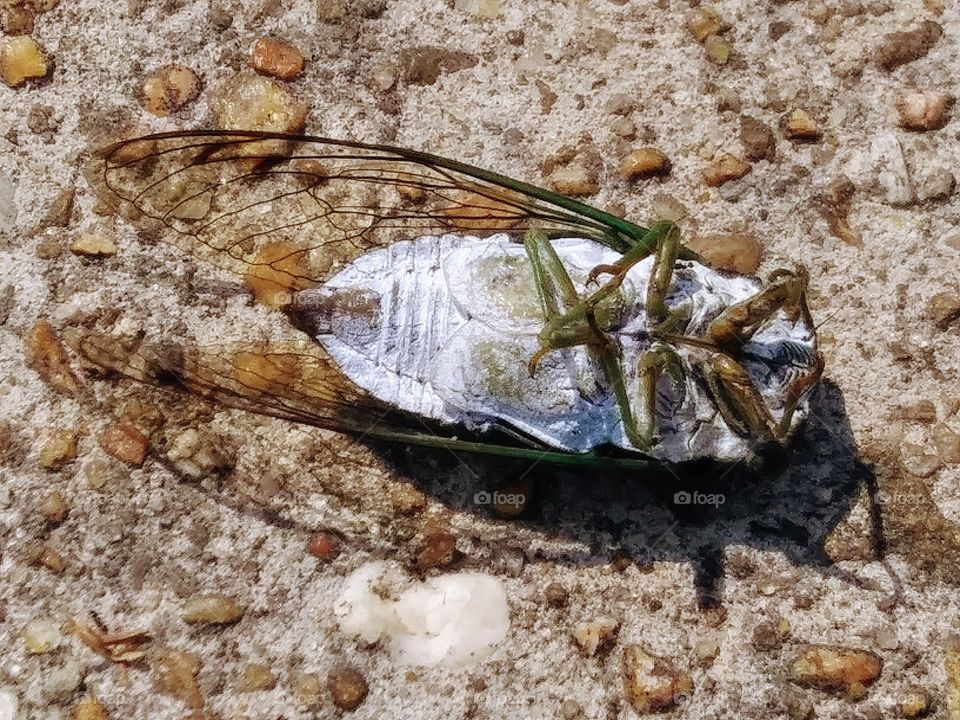 dead cicada