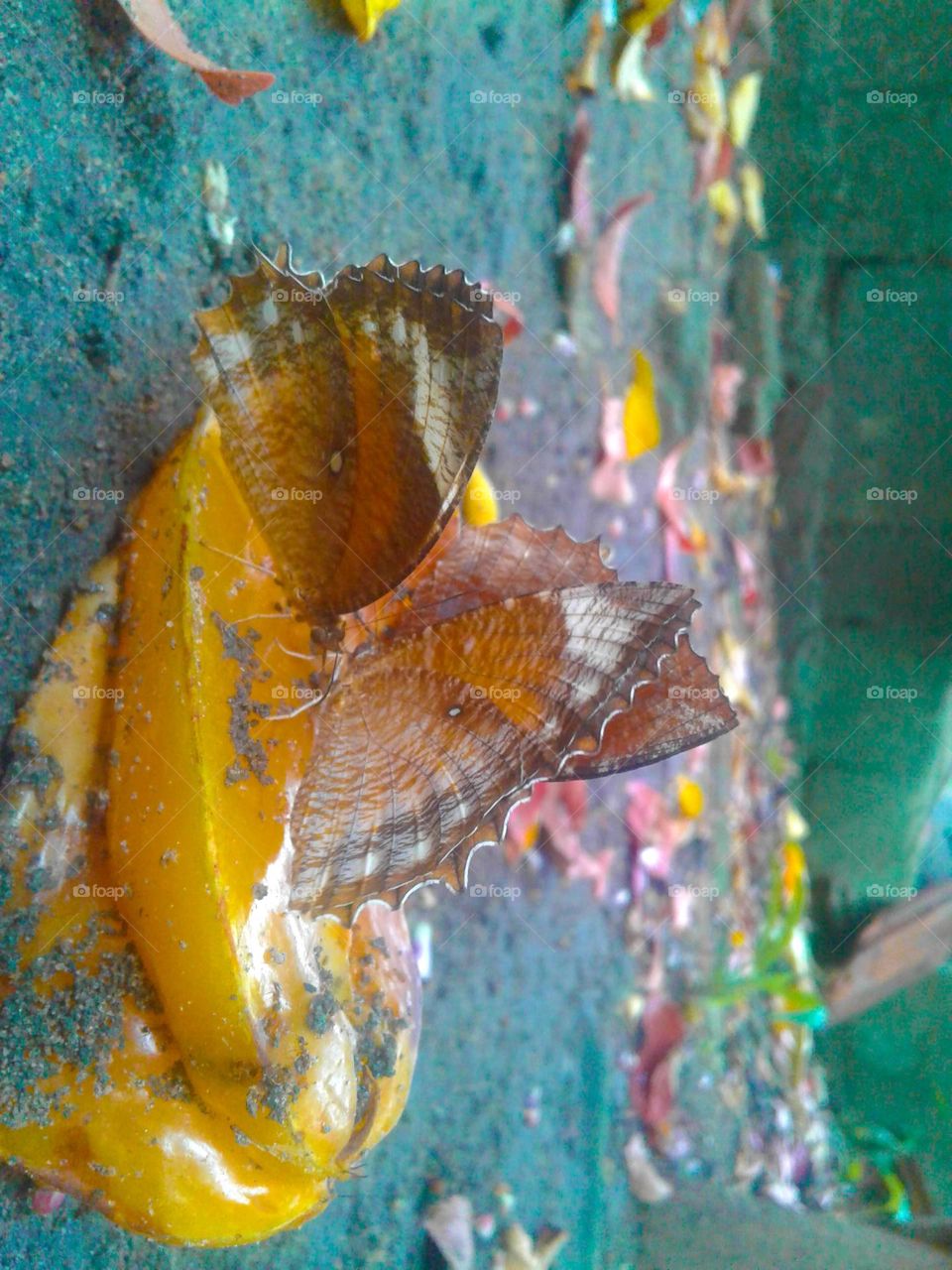 Three butterflies # Fruit/ Different / In my home garden. Natural photo # Nature. Brown butterflies , Yellow colour, Soil.