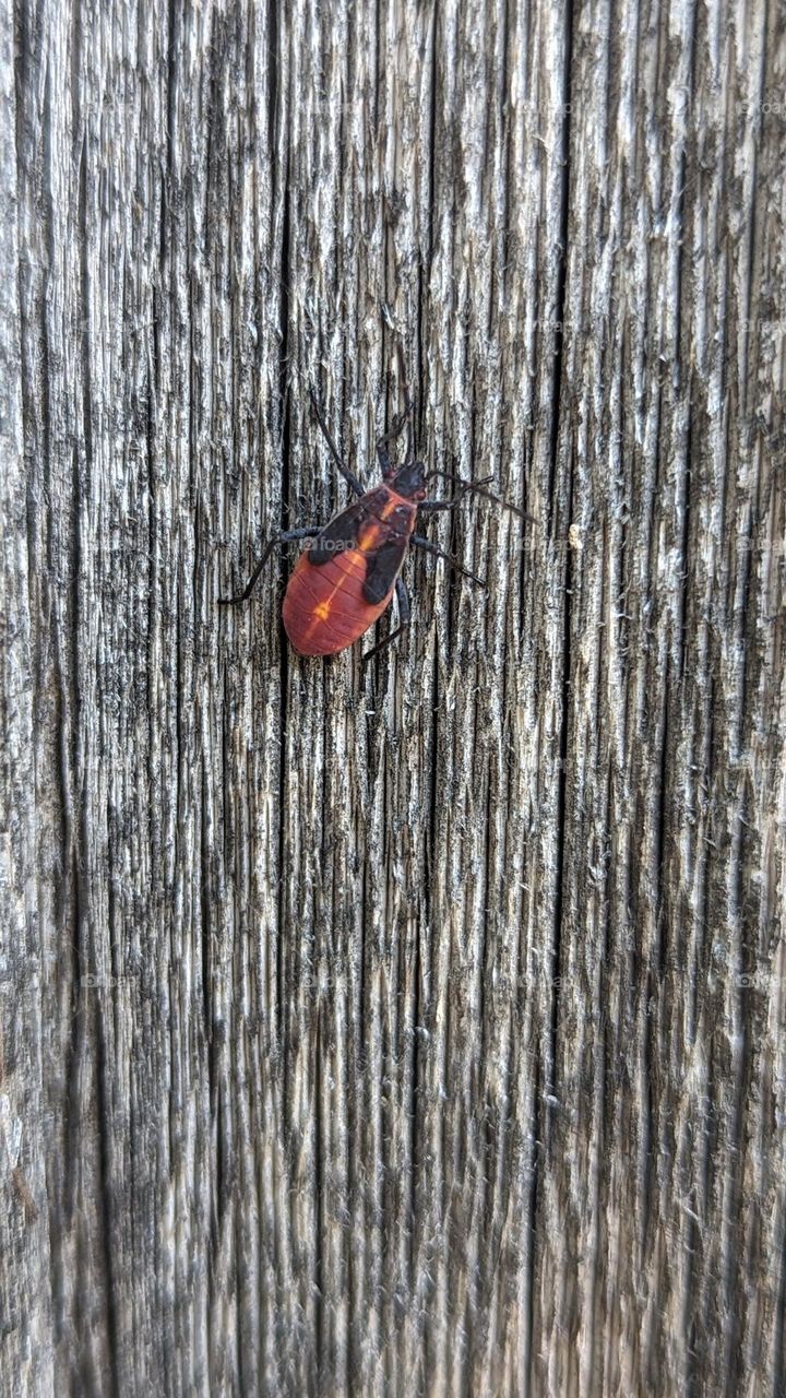 photo of boxella bug on wood fence