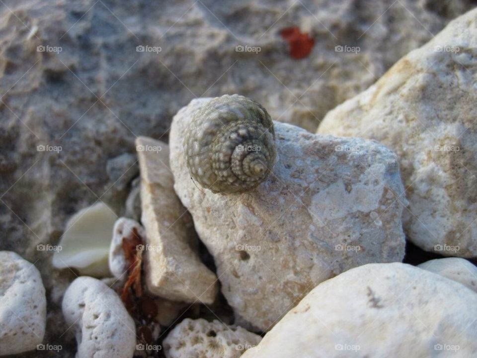 Shells on the beach