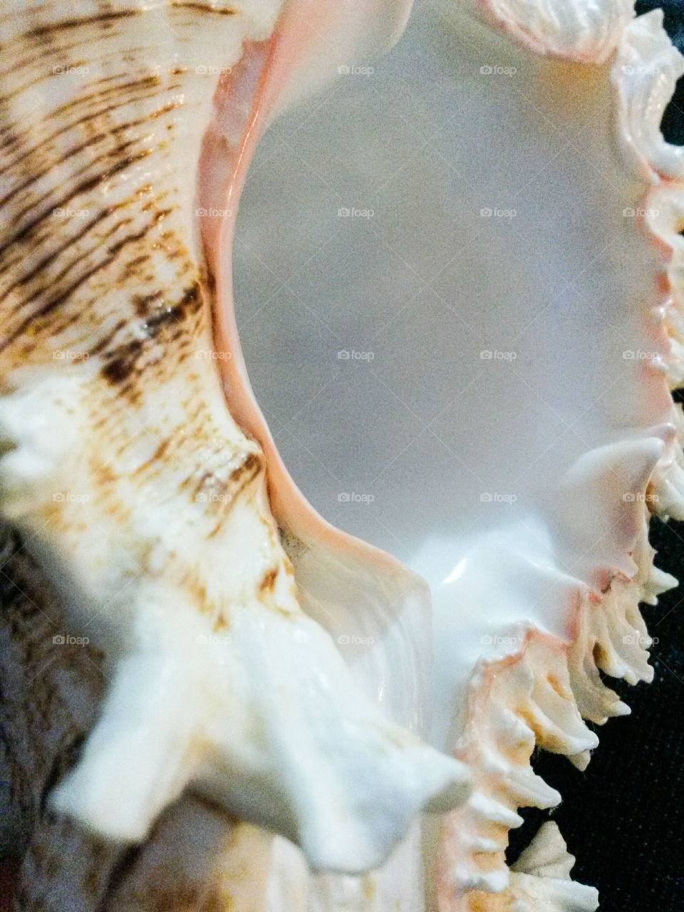 close up of seashell