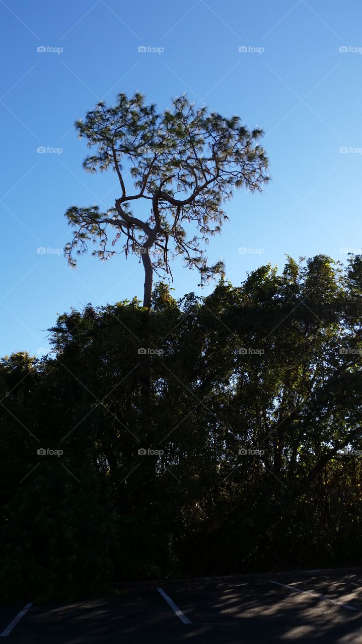 tree, sunrise, sky, branches