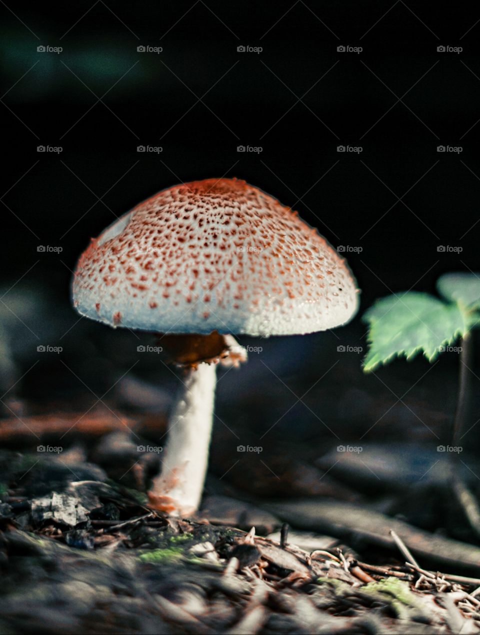 Small white and orange macro fungus in the middle of the forest