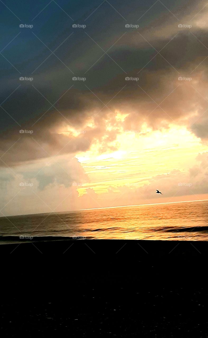 searching for breakfast before the storm at sunrise