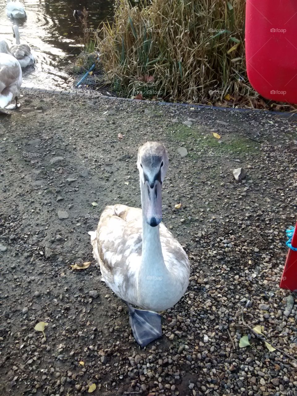 Who you looking at swan