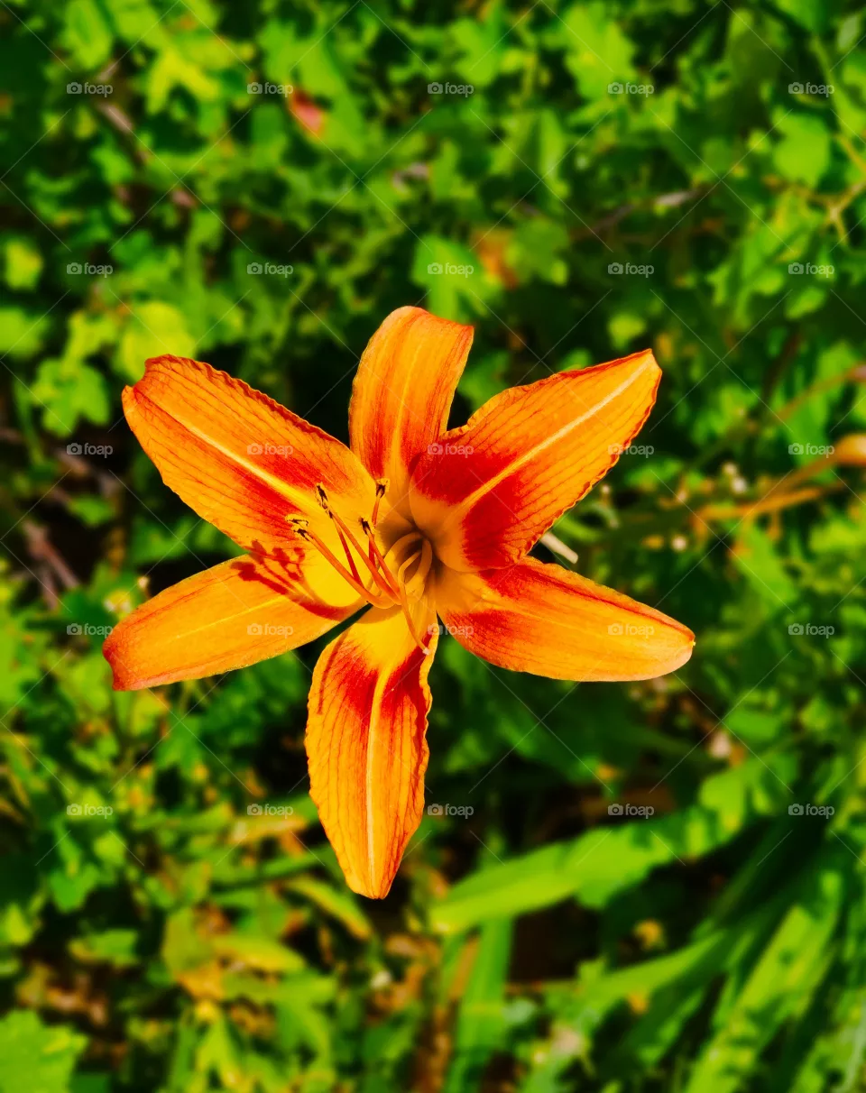 Beautiful flower