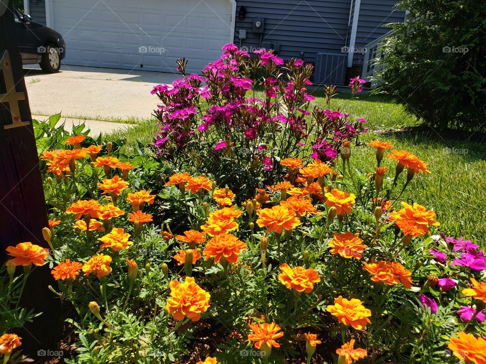 An orange and purple flower bed