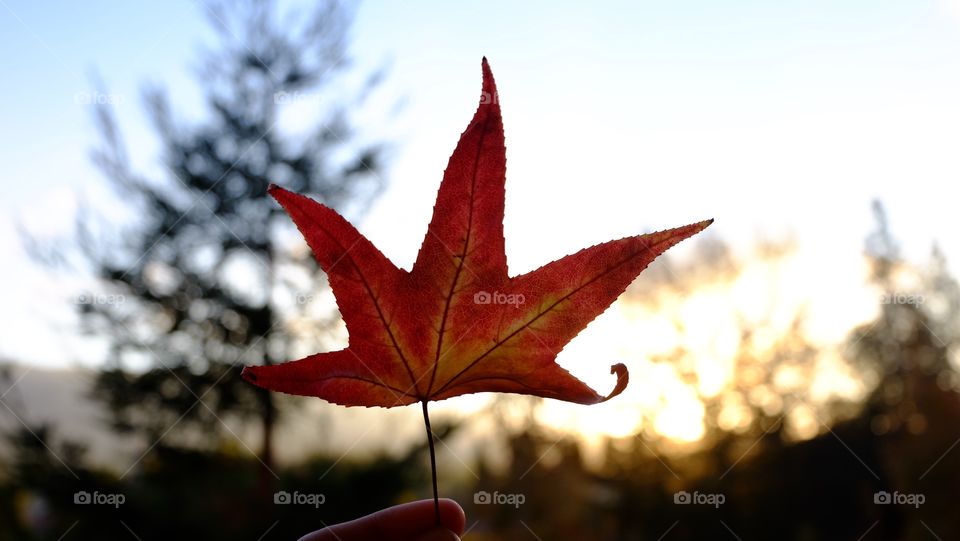 Holding a red maple leaf. Autumn is here.