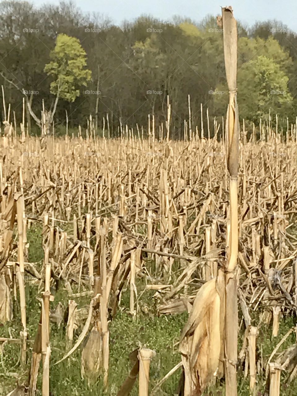 Corn stalks landscape