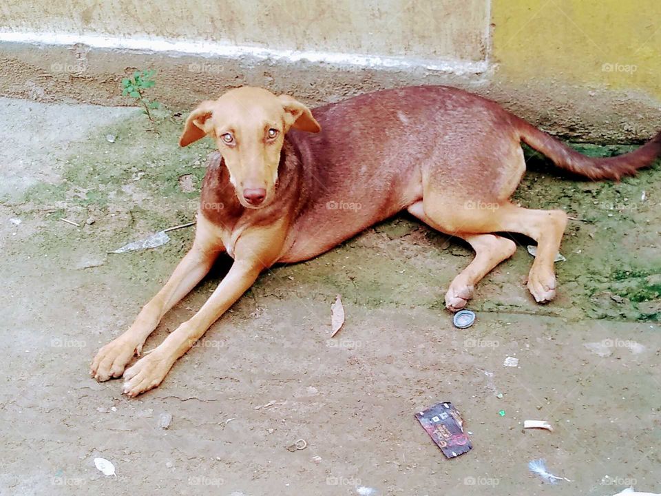 dog chilling out in shade