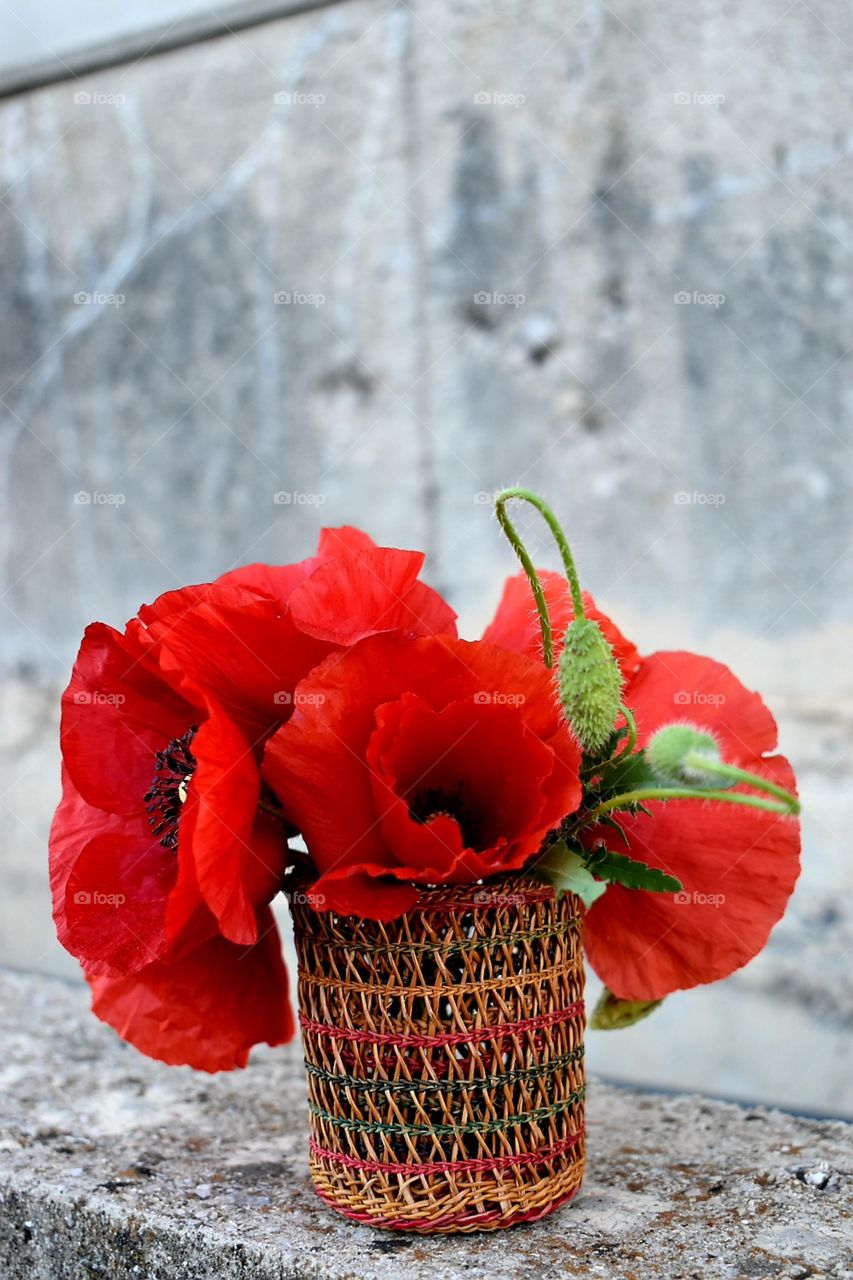 poppy flowers