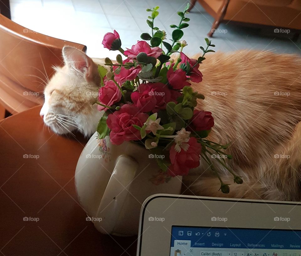 cat and flower