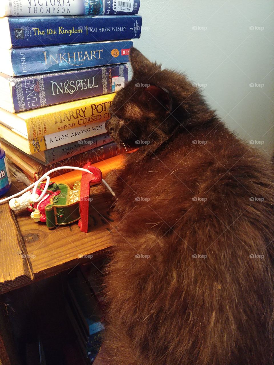 black,cat,books,table,yellow,ears,wood