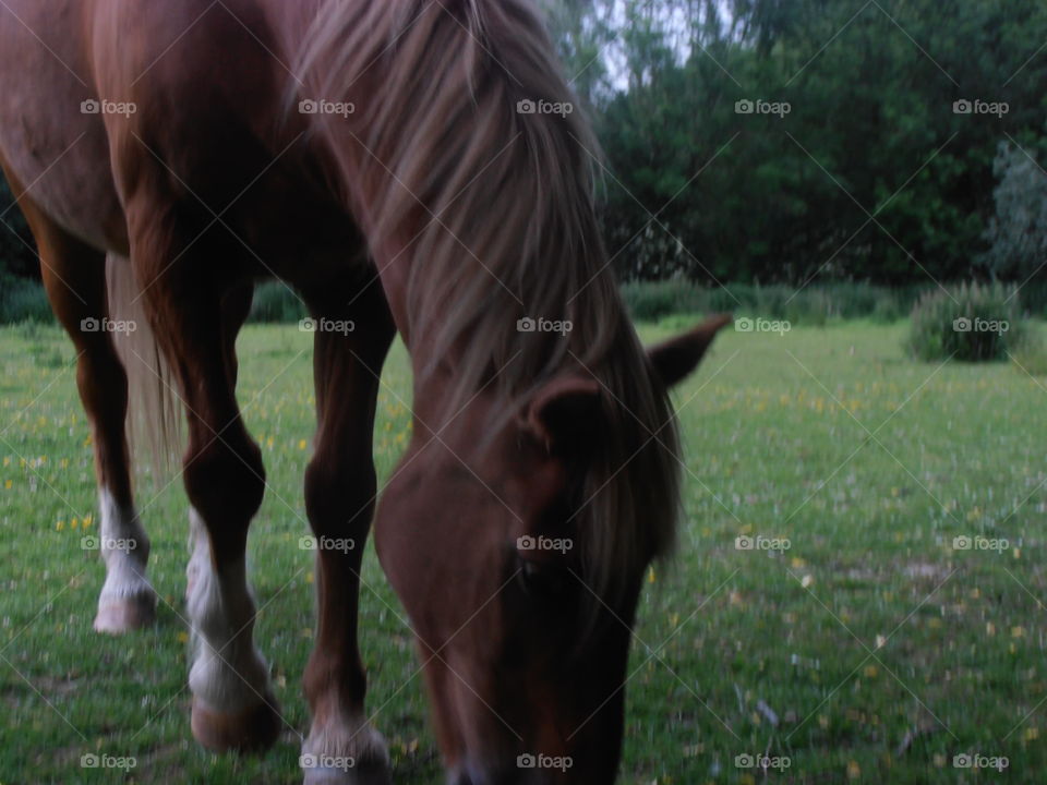 Brown Horse Eating Grass