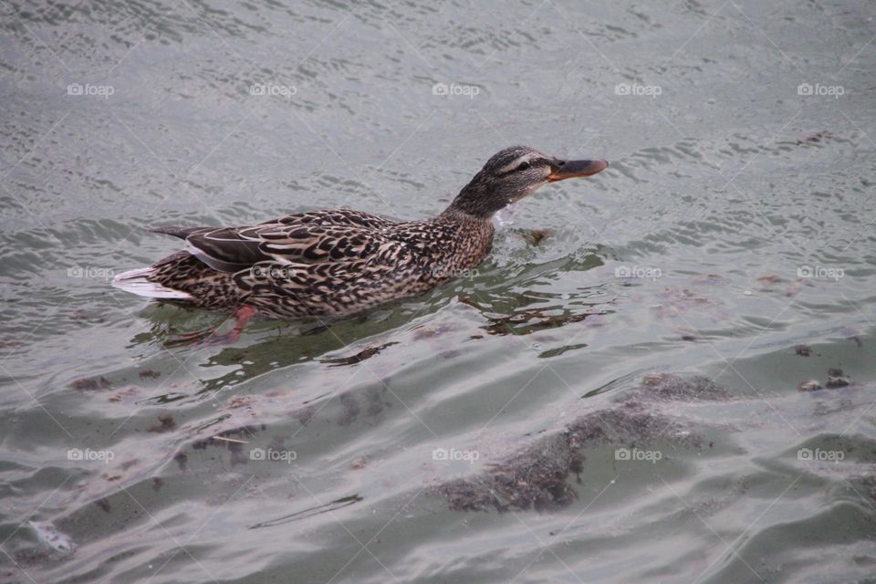 Duck in a Window day