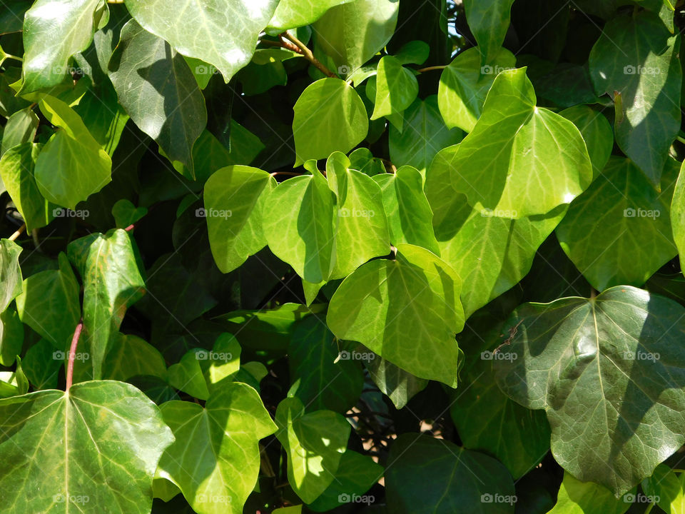 leaves