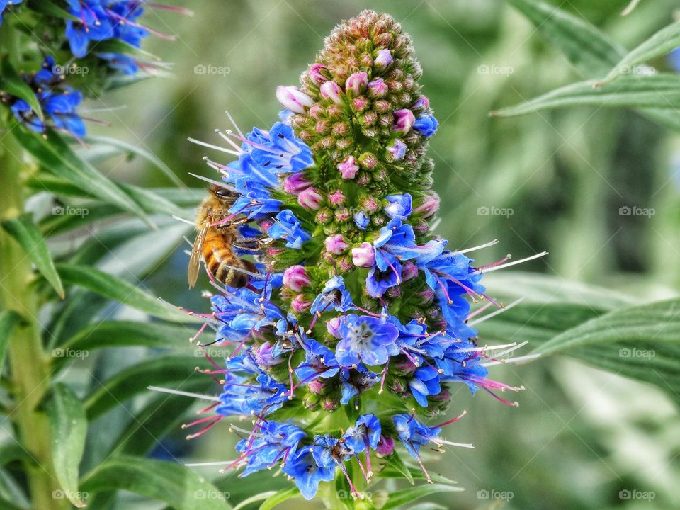 Bee Pollinating A Flower