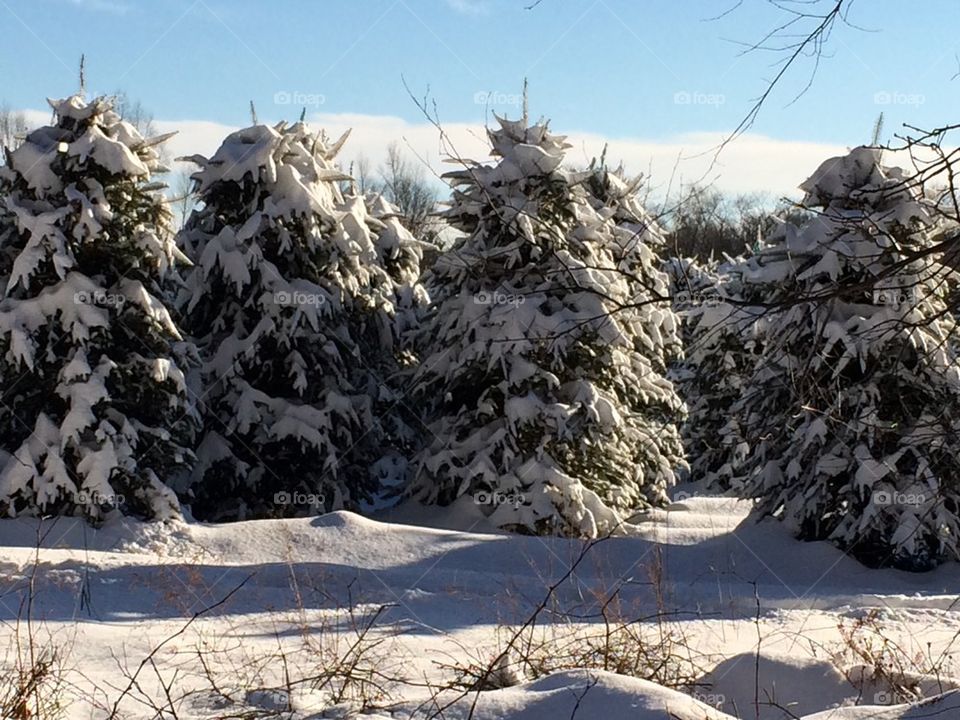 Snow, Snow covered trees