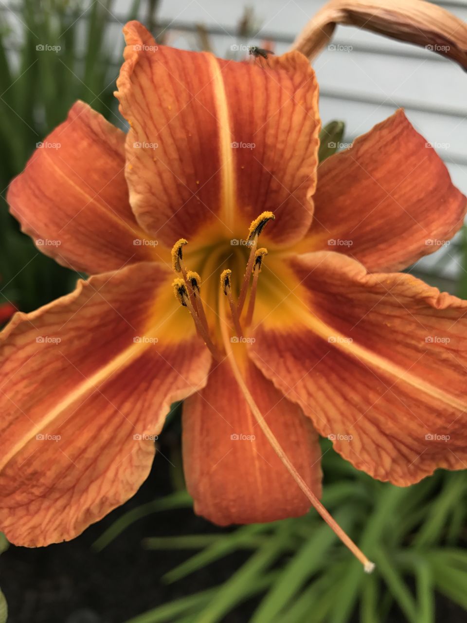 Blooming Lily