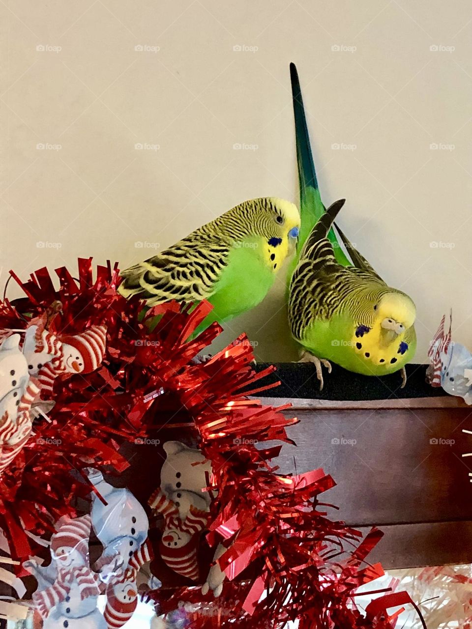 Kiwi and Coco chill time 