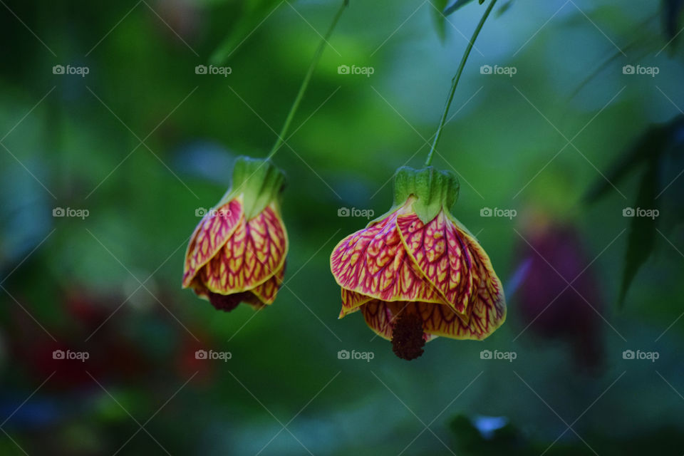 Beautiful bell flowers