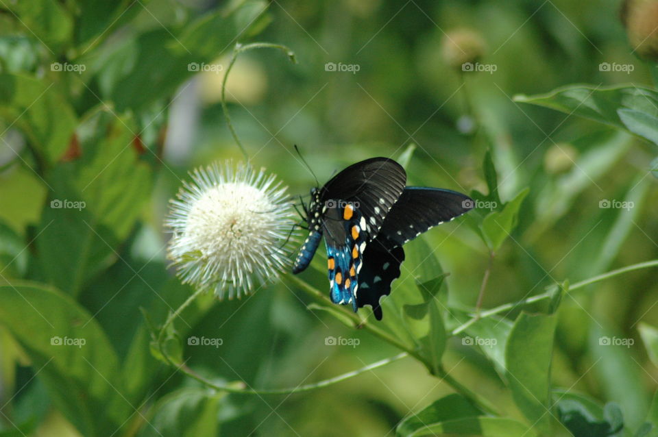 pipevine on buttonbush