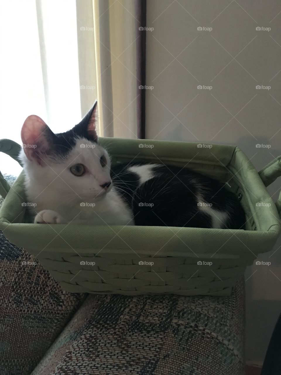 This is a picture of a little kitten in a mint green basket in a house in Ohio.