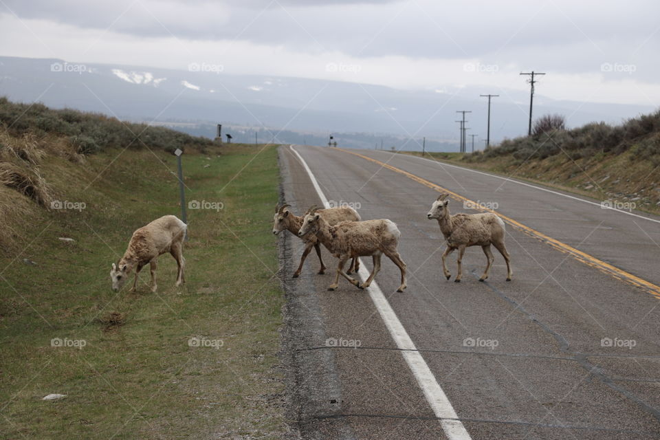 Taken between Yellowstone National Park and Quake Lake in Montana, this photo features mountain sheep crossing the road on a rainy morning. 