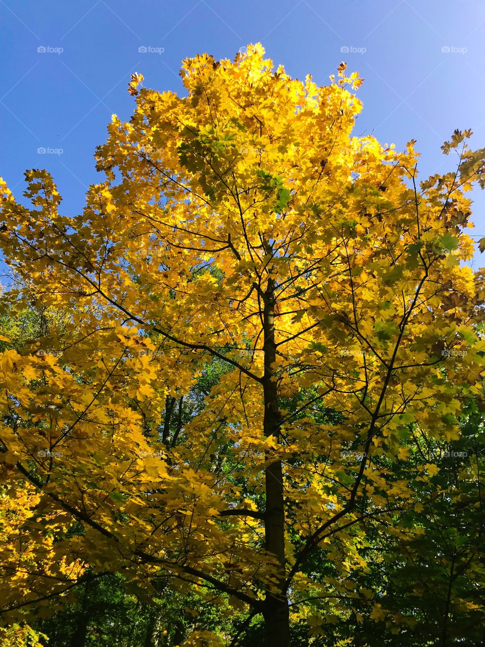 the leaves color in season , I saw them while I walking around a small street , so beautiful 