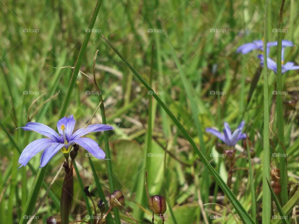 wildflowers