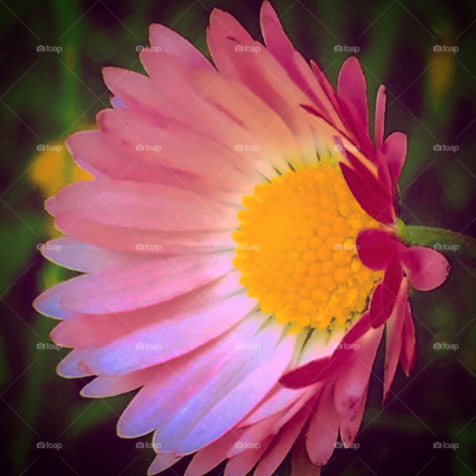 Tusensköna. I min gräsmatta