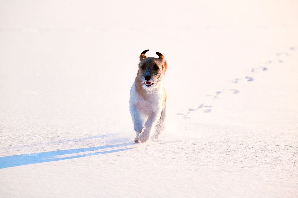 Dog running in the snow