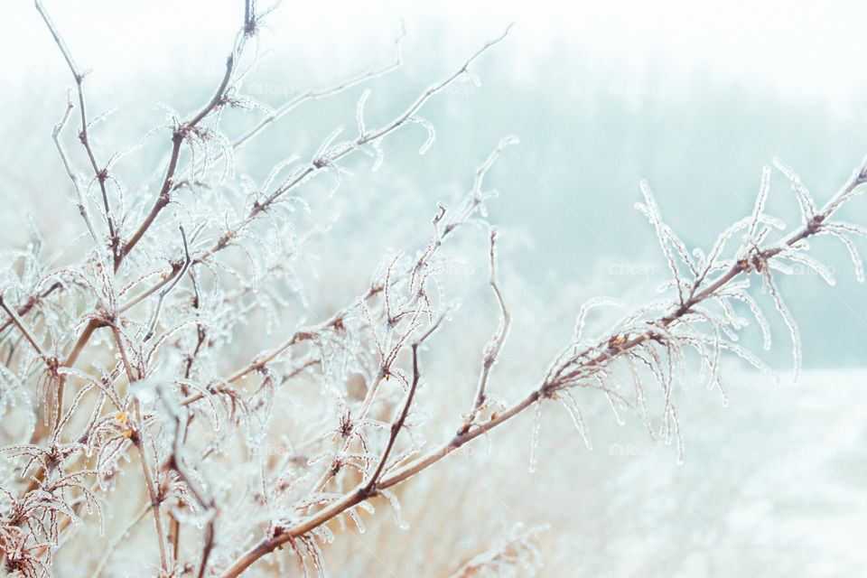 Close-up of snowy plant