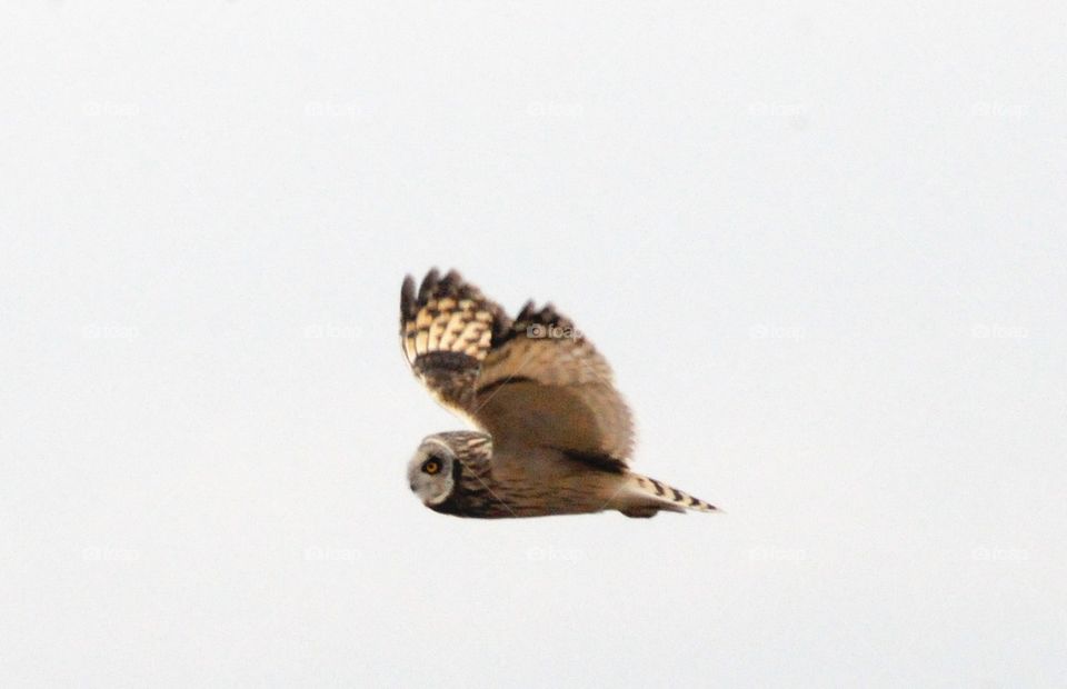 Owl . Owl flying 