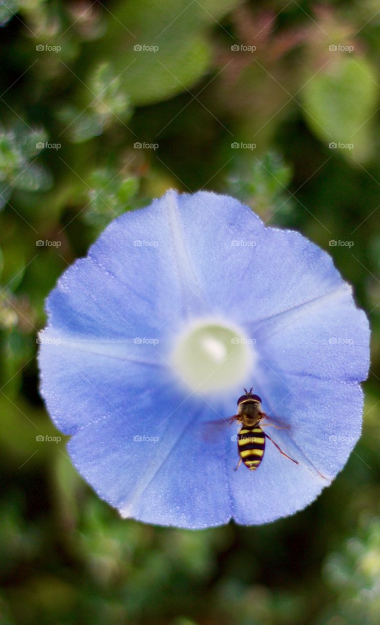 A tiny Sweat Bee hovers over a Morning Glory blossom