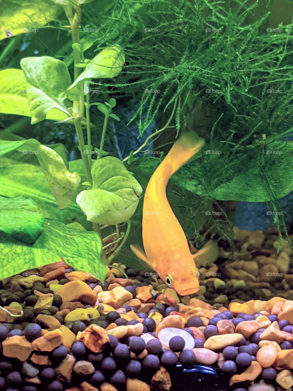 Gold Dust Molly Adult Female swimming in a live planted aquarium