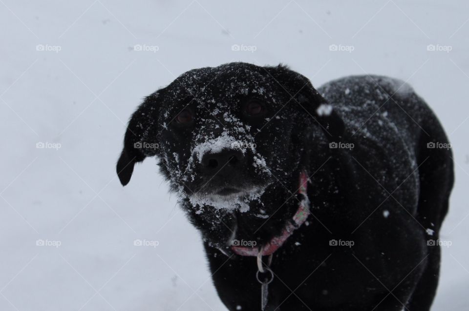 My face after a game of fetch in the snow.