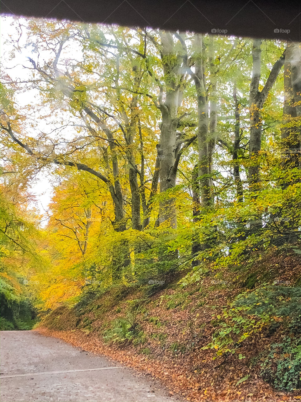 Autumn woodland