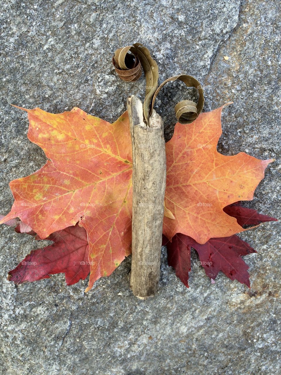 Butterfly Made of Fallen Leaves