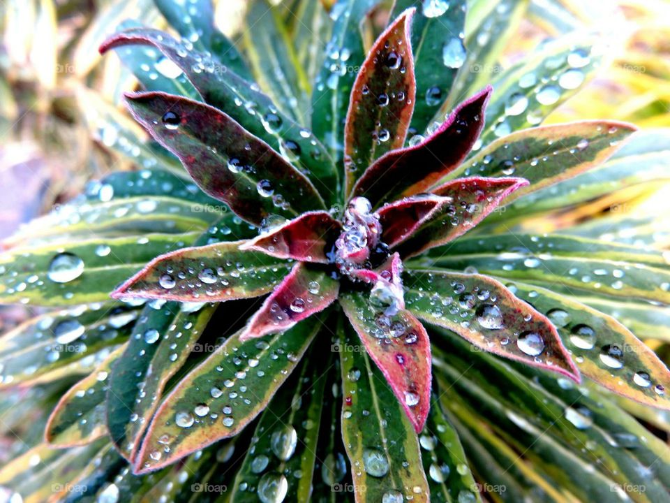 droplets on plant