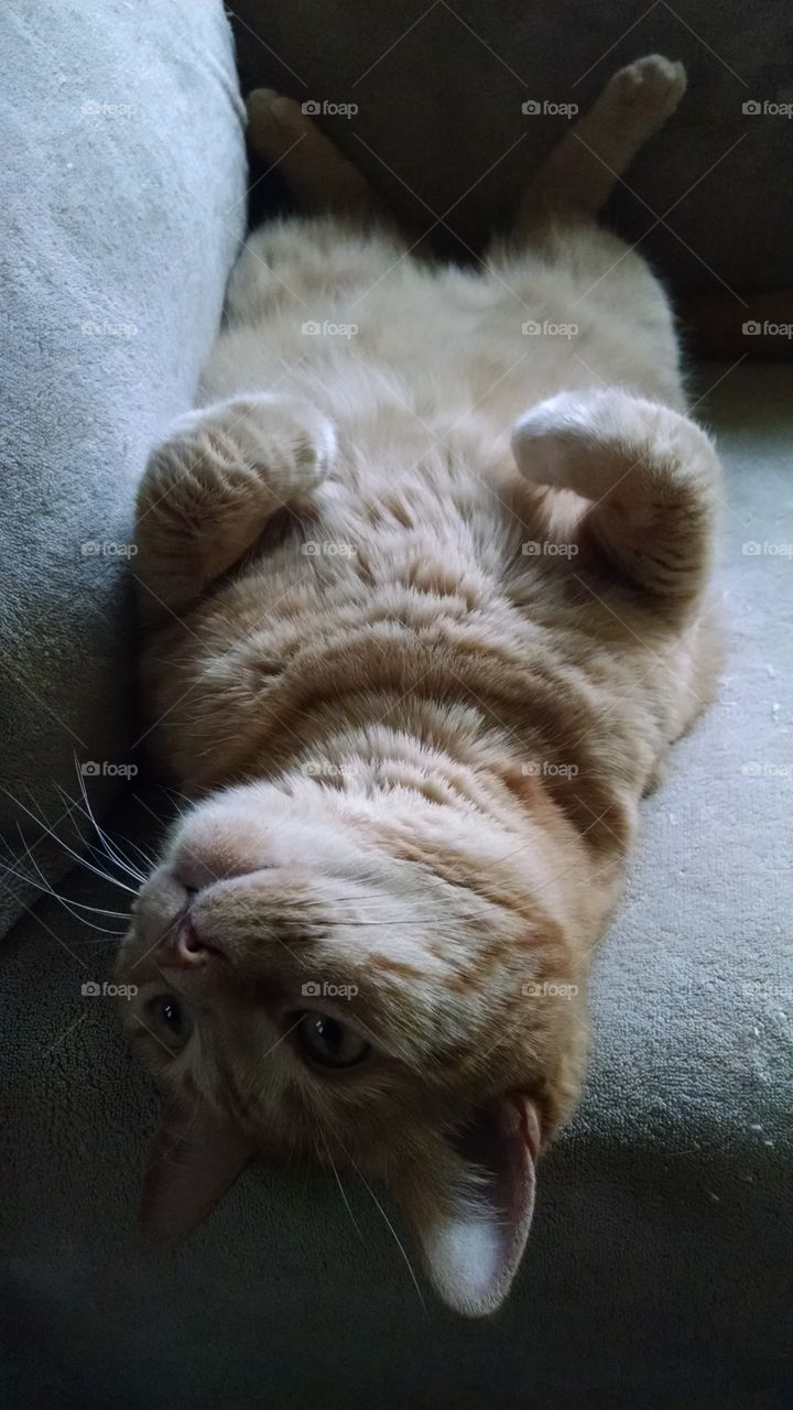 Cat lying on back