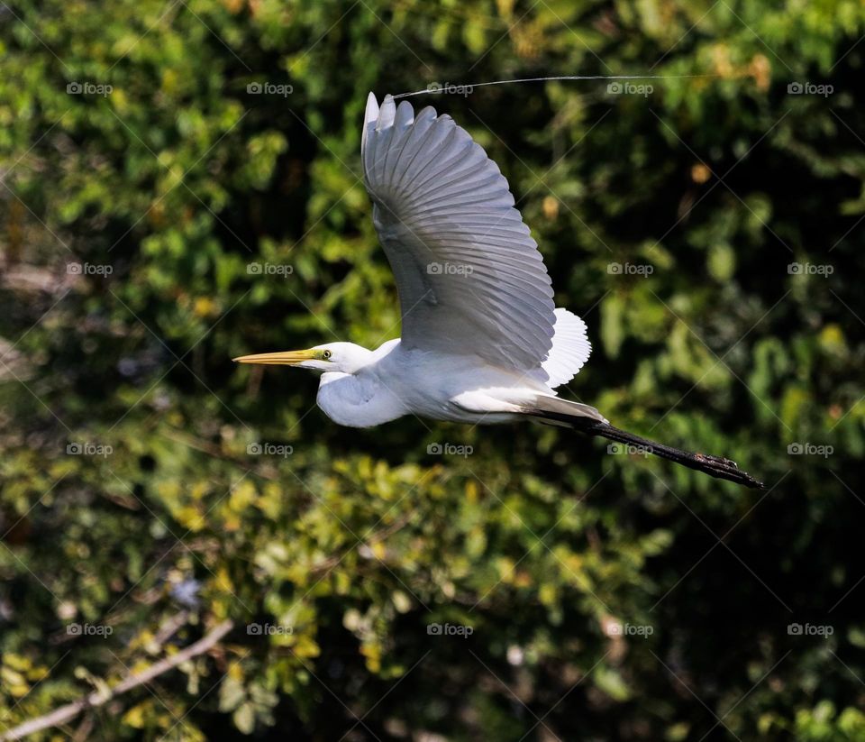 A whitefull story of an egret who is flying beautifully with webs